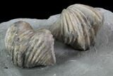 Pair Of Fossil Brachiopods (Platystrophia) - Indiana #95956-4